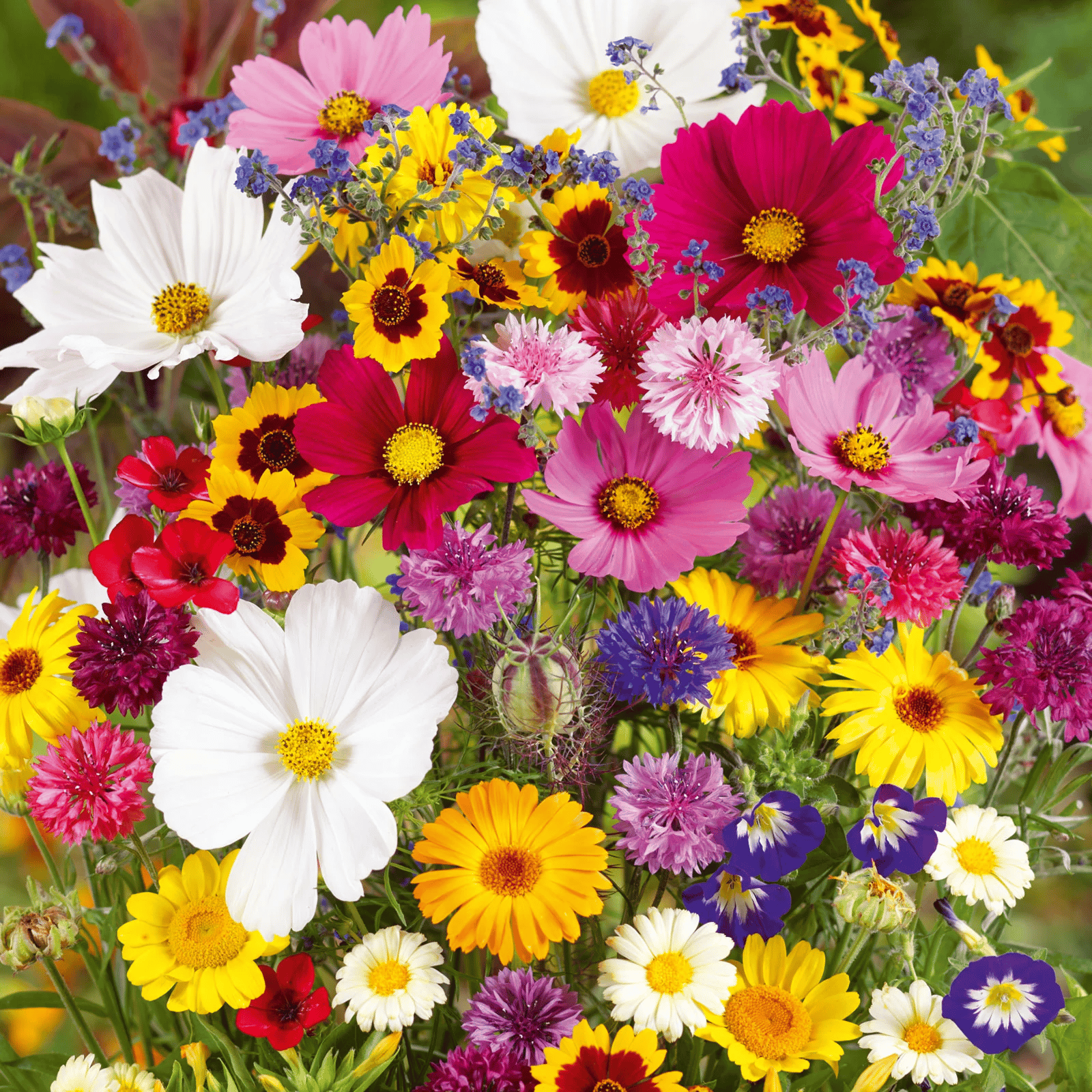 Perennial Wildflower Seeds Mix – 30-60 Varieties, Heirloom Quality, Easy to Grow, Gift-Ready
